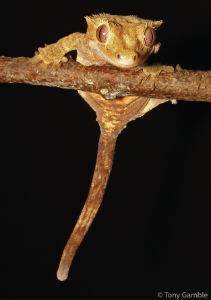 Marquette study finds some gecko species have developed sticky tail pads //  News Center // Marquette University