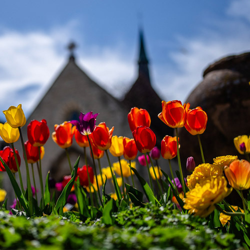 Tulips in front of St. Joan of Arch Chapel